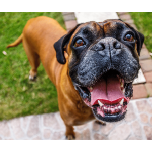 Unveiling the Top 10 Dog Breeds: Boxer dog with a muscular build running playfully in a field with a ball in its mouth, highlighting their energetic and loyal personality.