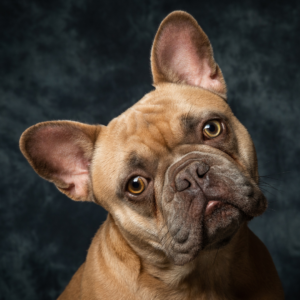 French Bulldog dog with large bat ears standing on its hind legs, showcasing their playful and alert personality.