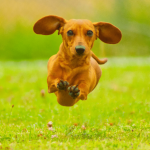 Top 10 Dog Breeds Dachshund dog with short legs and a long body walking curiously on a path in the woods, showcasing their independent spirit and love for exploration.