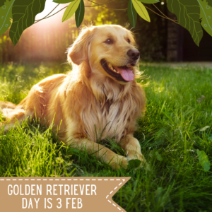 Golden Retriever dog with long wavy golden fur retrieving a frisbee in a grassy field, showcasing their playful and energetic nature.