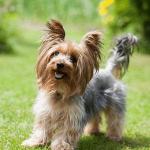 Unveiling the Top 10 Dog Breeds: Yorkshire Terrier dog with long, silky hair being walked on a leash, showcasing their small stature and confident demeanor.