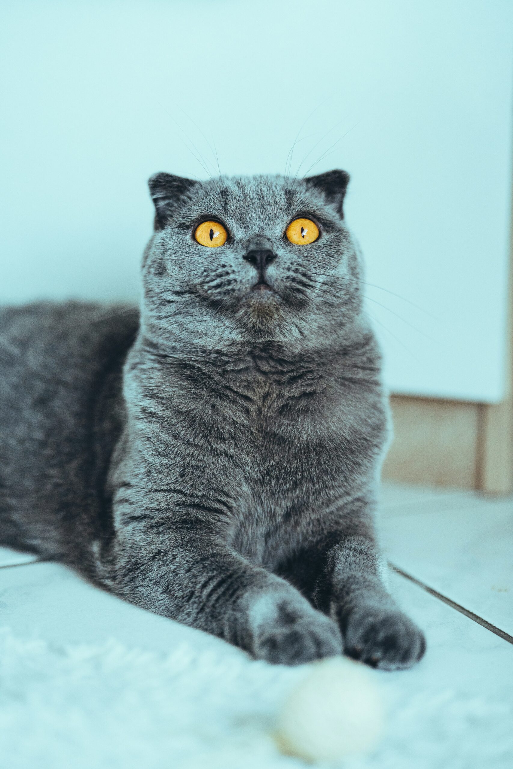 The Adorable and Sociable Scottish Fold Cat